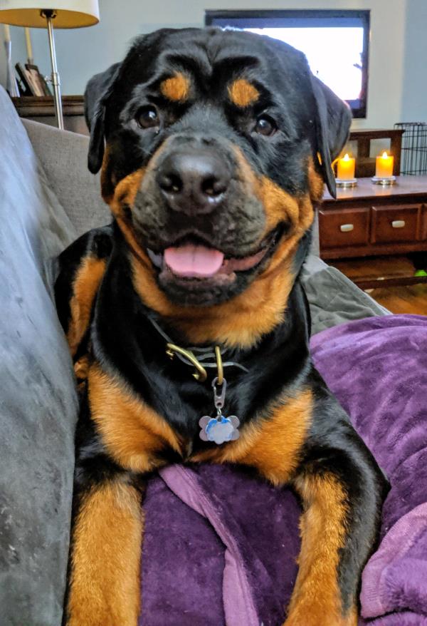 /Images/uploads/MidAmerica Rottweiler Rescue/adoptarottphotocontest/entries/10099thumb.jpg